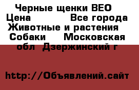 Черные щенки ВЕО › Цена ­ 5 000 - Все города Животные и растения » Собаки   . Московская обл.,Дзержинский г.